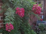 rose Marjorie Fair bush