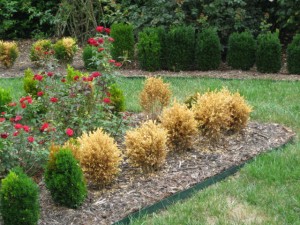 rose boxwood dead