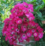 rose marjorie Fair cluster