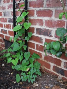 rose moonvine