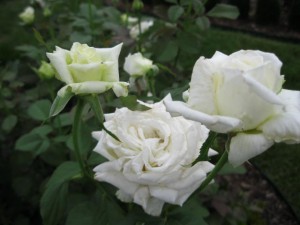 rose pope flowers