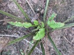 veg horseradish new growth 2