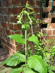 vol Nicotiana