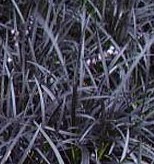 Mondo grass Black Ophiopogon planiscapus Nigrescens