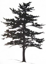 White pine 3