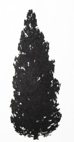 northern White Cedar
