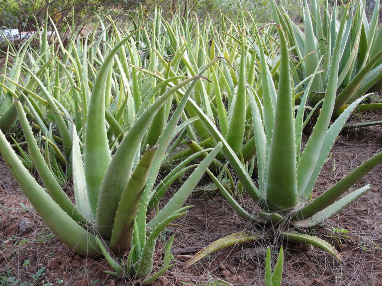 Plants of the Bible Aloe (Aloe vera aka Aloe barbadensis