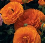 Ranunculus