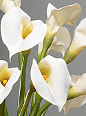 calla lilies 2