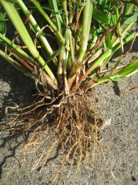 Roots Fibrous 2