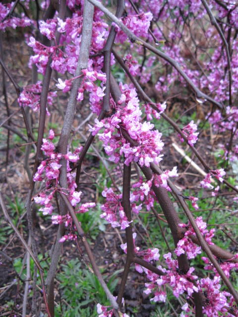 FG REdbud flowers