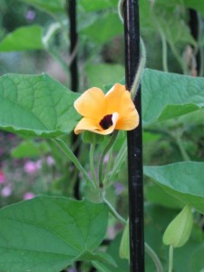 FG bl ey Su vine flower