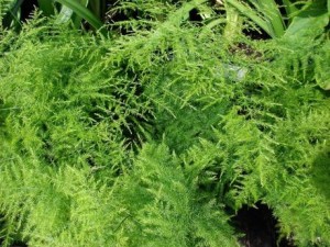 asparagus 2