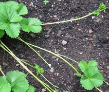 strawberry-runners