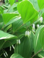 SG Polygonatum