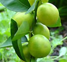 Limequat