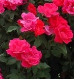 Rose_KnockOut_