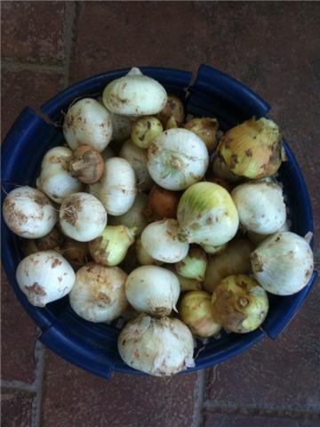 veg onions in basket