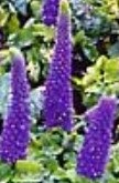 veronica_sunny_border_blue