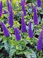 veronica_sunny_border_blue