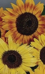 Sunflower_music_box