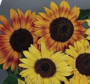 Sunflower_music_box