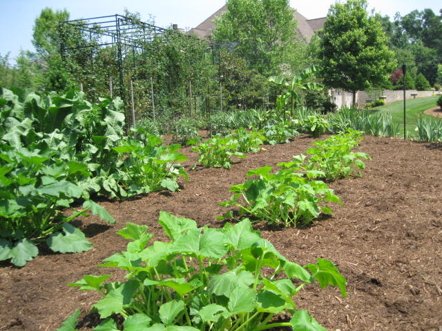 veg squash