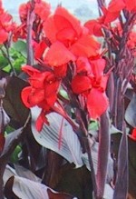Canna Black knight 2