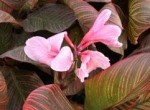 Canna Pink Sunburst .jpeg
