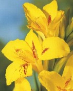 Canna Primrose Yellow