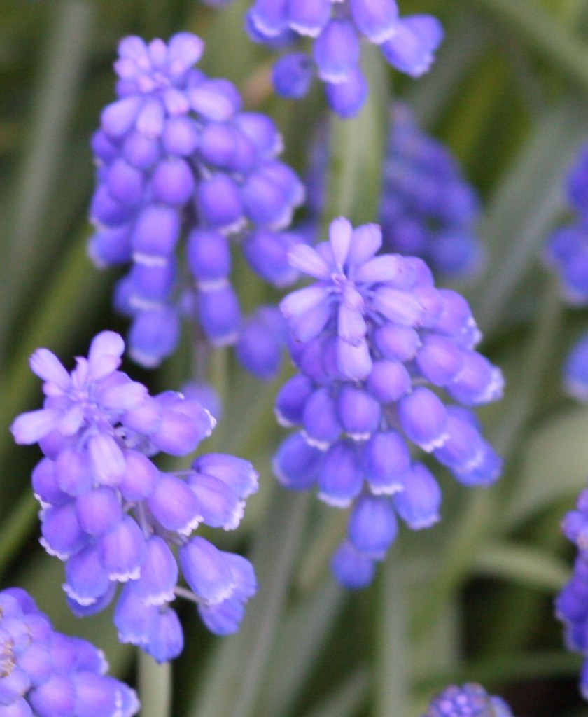 Five Best Spring Bulbs for Cut Flowers