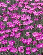 Pink Dianthus_Firewitch