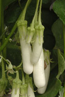 2_Eggplant_Gretel 2