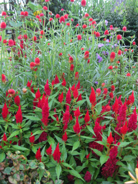 Image of Celosia and gomphrena