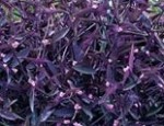 Tradescantia pallida Purpurea