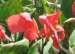canna_miss_oklahoma