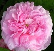 Damask Ispahan