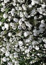 Gypsophila paniculata