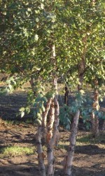Birch river Betula nigra 2