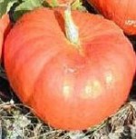 Cinderella Pumpkins OR Rouge vif D'Etampes