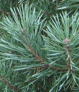 Scotch_Pine_Closeup