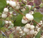 Berry Snowberry Symphoricarpos albus