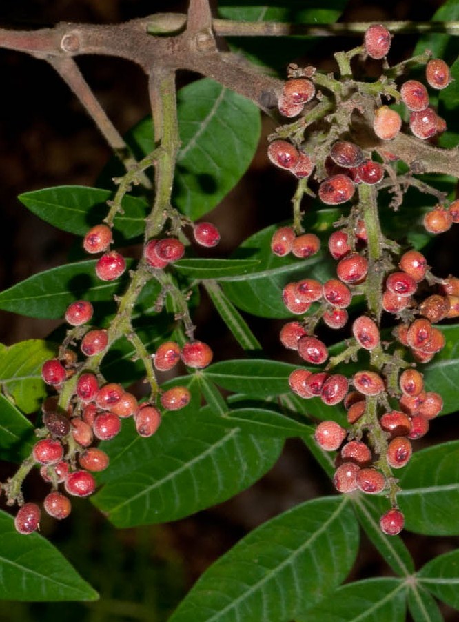 Plant Profile Winged Sumac (Rhus copallina)