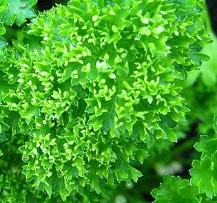 parsley.leaf_curly