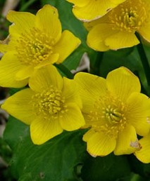 Caltha-palustris-Marsh-Marigold