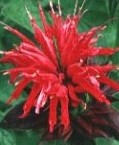 beebalm flower