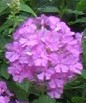 Phlox maculata Meadownphlox