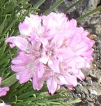 Armeria caespitosa 3