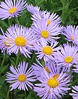 Aster_alpinus blue