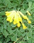 Corydalis_lutea